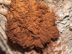 Stemonitis splendens