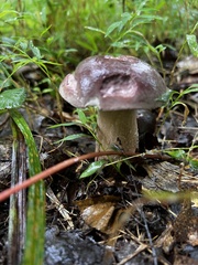Tylopilus rubrobrunneus