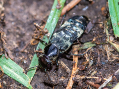 Creophilus maxillosus