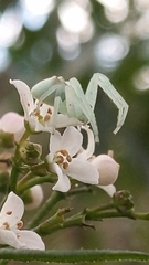 Sidymella rubrosignata