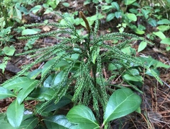 Dendrolycopodium hickeyi