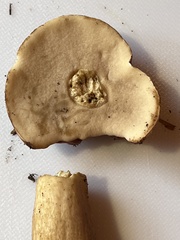 Tylopilus rubrobrunneus