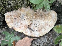 Fuscopostia fragilis