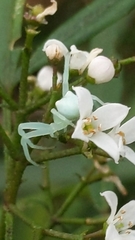 Sidymella rubrosignata