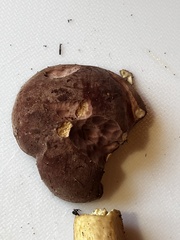 Tylopilus rubrobrunneus