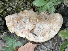 Fuscopostia fragilis