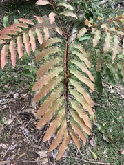 Cupaniopsis newmanii