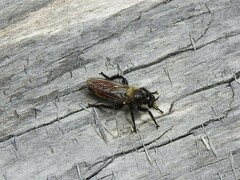 Laphria janus