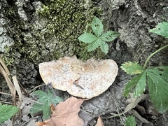 Fuscopostia fragilis