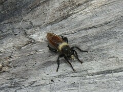 Laphria janus