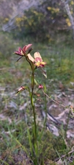 Diuris orientis