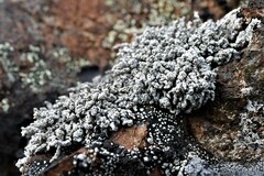 Stereocaulon vesuvianum