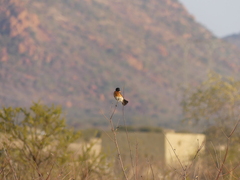 Saxicola torquatus