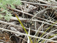 Cicindela longilabris