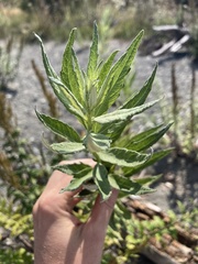 Artemisia suksdorfii