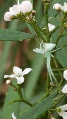 Sidymella rubrosignata