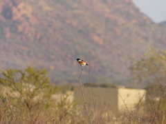 Saxicola torquatus