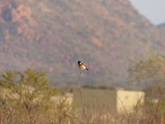 Saxicola torquatus