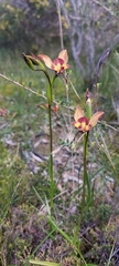 Diuris orientis