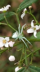 Sidymella rubrosignata