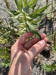 Artemisia suksdorfii