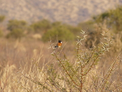 Saxicola torquatus