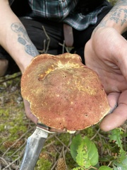 Boletus smithii