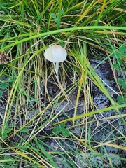 Lepiota clypeolaria