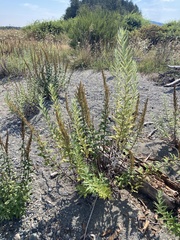 Artemisia suksdorfii