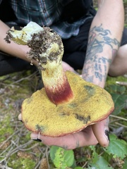 Boletus smithii