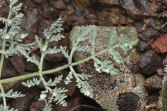 Lomatium