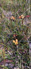 Diuris orientis