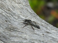 Cyrtopogon
