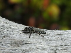 Cyrtopogon