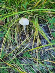 Lepiota clypeolaria