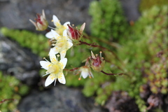 Saxifraga bryoides