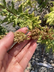Artemisia suksdorfii