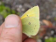Colias christina