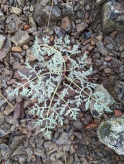 Lomatium