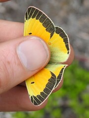 Colias christina
