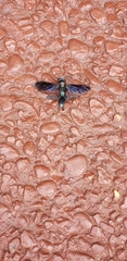 Chlorion aerarium