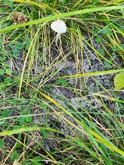 Lepiota clypeolaria