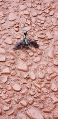 Chlorion aerarium