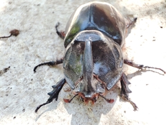Oryctes nasicornis grypus