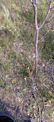 Diuris orientis