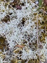 Cladonia portentosa