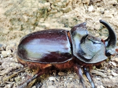 Oryctes nasicornis grypus