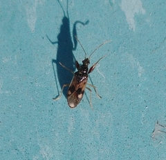 Pseudopamera nitidula