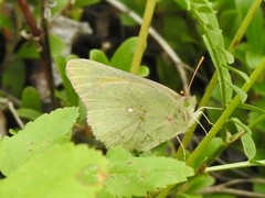 Colias christina