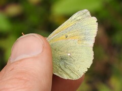 Colias christina